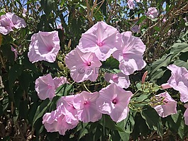 粉紅色,鮮花,盛開