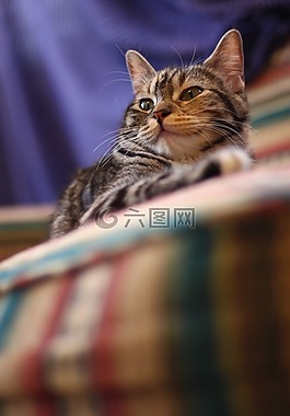 小猫,加塔,宠物