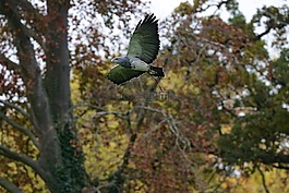 灰鷹鷲,捕食鳥,動(dòng)物