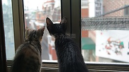 貓,兩個(gè),小貓