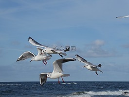 海鷗,鳥,海