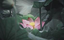 花,植物,大自然