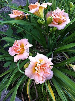 花,鲜花,虎百合