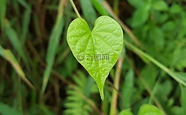 綠草,臺灣原生種植物,早晨