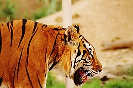 獅子,國(guó)王,動(dòng)物園