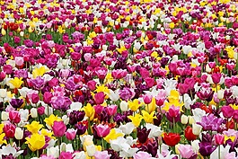 郁金香,郁金香字段,tulpenbluete