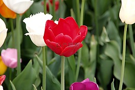 郁金香,領(lǐng)域的鮮花,開(kāi)花