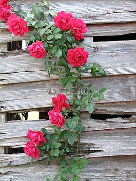 玫瑰,鮮花,花