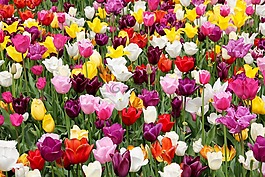 郁金香字段,郁金香,tulpenbluete