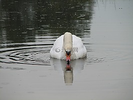 天鵝,鳥,湖