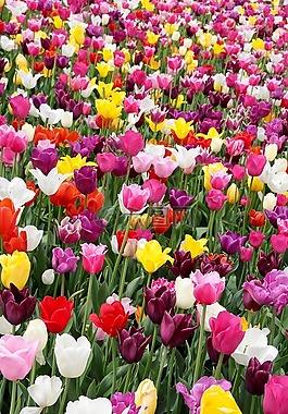 郁金香,郁金香字段,tulpenbluete