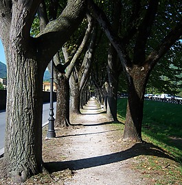 樹,走道,通路