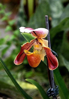 蘭花,花,植物學
