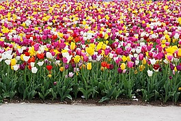 郁金香,郁金香字段,tulpenbluete