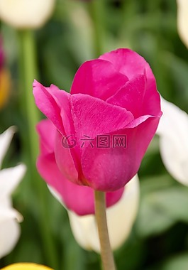 郁金香,郁金香字段,tulpenbluete