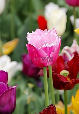 郁金香,郁金香字段,tulpenbluete
