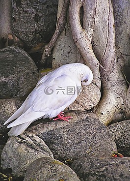 鳥,鴿子,悅榕莊