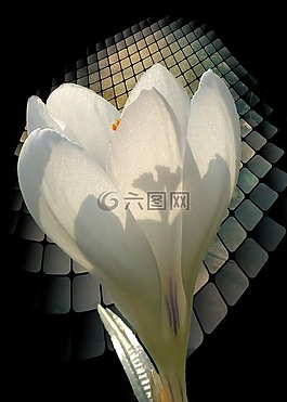 白,番紅花,春