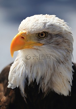 阿德勒,條例草案,鳥