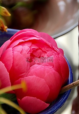 芍藥,牡丹,開花