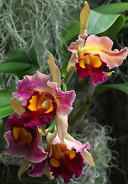 蘭花,花,花的