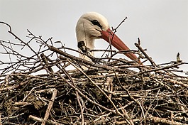 鸛,鳥(niǎo),動(dòng)物