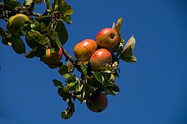 蘋果,紅色,關(guān)閉