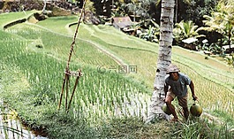 人,男子,農(nóng)業(yè)