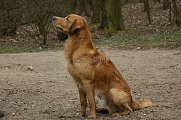 狗,獵犬,金色 retriver