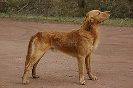 狗,獵犬,金色 retriver