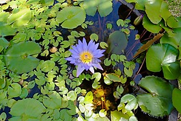 水百合,荷花池,百合墊