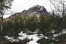 山,挪威,樹