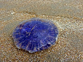 水母,海灘,海