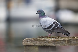 鴿子,鳥(niǎo),性質(zhì)