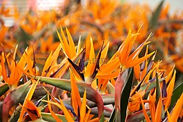 天堂花,王有尾目,strelizie