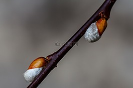 褪色柳,hängeweide,科