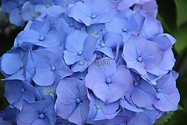花,繡球花藍(lán)色的,花瓣