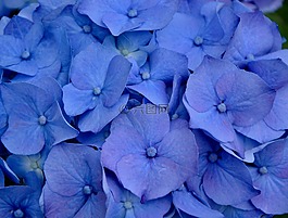 繡球花,花,藍色