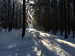 冬天,森林,雪