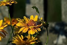 昆蟲,蜜蜂,村