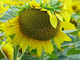 向日葵,花,黃色