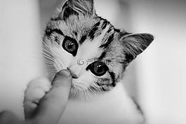 猫,小猫,年轻的猫