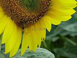 向日葵,花,黃色
