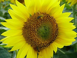 向日葵,花,蜜蜂