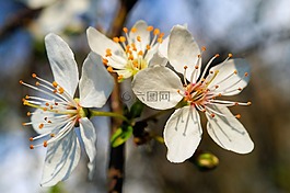 開花,蘋果花,白