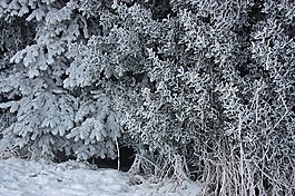冬天,成熟,eiskristalle