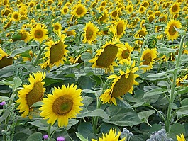 向日葵,花,黃色