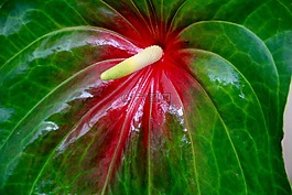弗拉明戈花,红掌,花