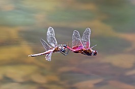 蜻蜓,飛行,昆蟲