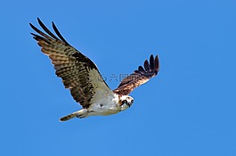 藍(lán)色,天空,鳥